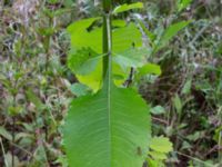 Dipsacus strigosus Kalkugnen, Klagshamns udde, Malmö, Skåne, Sweden 20150727_0205