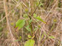 Dipsacus strigosus Ribersborg, Malmö, Skåne, Sweden 20150830_0046