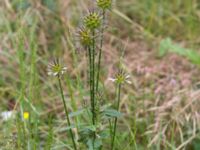 Dipsacus strigosus Rutsborg, Borgeby, Kävlinge, Skåne, Sweden 20150830_0054