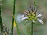 Dipsacus strigosus Rutsborg, Borgeby, Kävlinge, Skåne, Sweden 20150830_0055