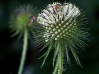 Dipsacus strigosus Svanetorpsvägen, Åkarp, Lomma, Skåne, Sweden 20160711_0039