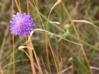 Knautia arvensis Borrebacke, Malmö, Skåne, Sweden 20150808_0062