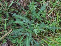 Knautia arvensis E Klostersågen, Sjöbo, Skåne, Sweden 20180511_0074