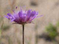 Knautia arvensis Horna, Kristianstad, Skåne, Sweden 20140717_0373