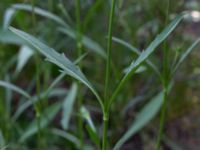 Knautia arvensis Mörtevatten, Kungälv, Bohuslän, Sweden 20190717_0152