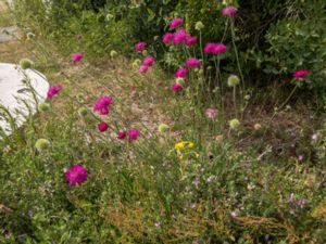 Knautia macedonica - Grekvädd