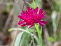 Knautia macedonica Brunnshögs f.d. odlingsområde, Lund, Skåne, Sweden 20240830_0070