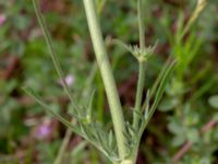 Knautia macedonica Grimsbygatan, Malmö, Skåne, Sweden 20190616_0004