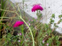 Knautia macedonica Grimsbygatan, Malmö, Skåne, Sweden 20190616_0005