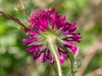 Knautia macedonica Vanningen, Vellinge, Skåne, Sweden 20240613_0091