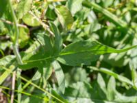 Knautia macedonica Vanningen, Vellinge, Skåne, Sweden 20240613_0093