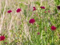 Knautia macedonica Vanningen, Vellinge, Skåne, Sweden 20240613_0095