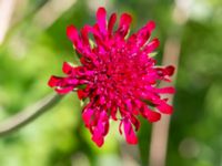 Knautia macedonica Vanningen, Vellinge, Skåne, Sweden 20240613_0097