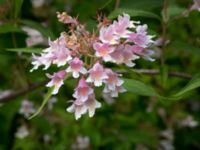 Kolkwitzia amabilis Scoutstugan, Bunkeflostrand, Malmö, Skåne, Sweden 20160619_0020