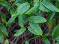 Lonicera acuminata Delphi, Lund, Skåne, Sweden 20170401_0001