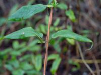 Lonicera acuminata Delphi, Lund, Skåne, Sweden 20170401_0002