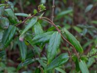 Lonicera acuminata Delphi, Lund, Skåne, Sweden 20170401_0008