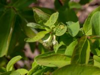 Lonicera caerulea Scaniaparken, Malmö, Skåne, Sweden 20220429_0082