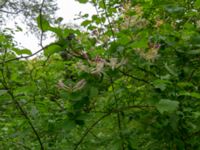 Lonicera caprifolium Tokhliauri, Kakheti, Georgia 20180428_3124