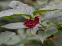 Lonicera involucrata Stjärneholms slottsruin, Skurup, Skåne, Sweden 20150727_0137