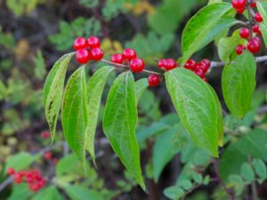 Lonicera maackii - Amur Honeysuckle - Koreatry