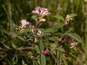 Lonicera morrowii - Morrow's Honeysuckle - Spärrtry