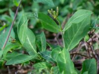 Lonicera periclymenum Herrgårdsparken, Fröseke, Uppvidinge, Småland, Sweden 20190608_0510