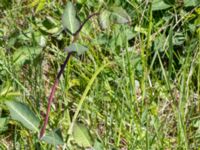 Lonicera periclymenum Solviken, Mölle, Höganäs, Skåne, Sweden 20150515_0133