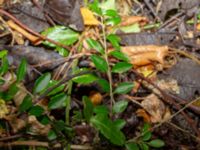 Lonicera pileata Ekologen, Lund, Skåne, Sweden 20180622_0003