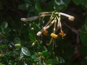 Lonicera tragophylla - Chinese Honeysuckle - Praktkaprifol