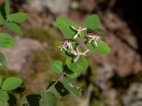 Lonicera × xylosteoides Nyboholm, Önnestad, Kristianstad, Skåne, Sweden 20180923_0040