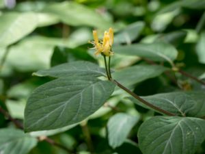 Lonicera xylosteum - Fly Honeysuckle - Skogstry