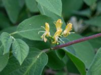 Lonicera xylosteum Ödetomterna, Bunkeflo strandängar, Malmö, Skåne, Sweden 20180515_0013