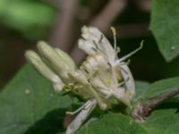 Lonicera xylosteum Ödetomterna, Bunkeflo strandängar, Skåne, Sweden 20170520_0095