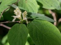 Lonicera xylosteum Ödetomterna, Bunkeflo strandängar, Skåne, Sweden 20170520_0097