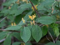 Lonicera xylosteum Halltorps Hage, Borgholm, Öland, Sweden 20170525_0331