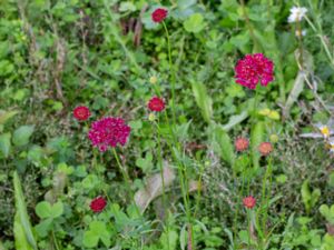 Scabiosa atropurpurea - Sweet Scabious - Praktvädd