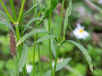 Scabiosa atropurpurea Monumentparken, Lund, Skåne, Sweden 20190917_0005