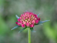 Scabiosa atropurpurea Monumentparken, Lund, Skåne, Sweden 20190917_0009