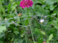 Scabiosa atropurpurea Monumentparken, Lund, Skåne, Sweden 20190917_0018