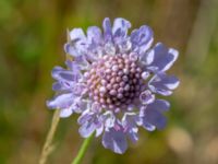 Scabiosa columbaria Borrebacke, Malmö, Skåne, Sweden 20180624_0079