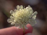 Scabiosa ochroleuca Branteviks hamn, Simrishamn, Skåne, Sweden 20180727_0193