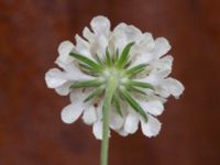 Scabiosa ochroleuca Saluhallen, Malmö, Skåne, Sweden 20240722_0007