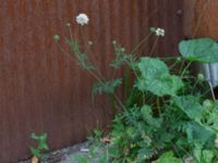 Scabiosa ochroleuca Saluhallen, Malmö, Skåne, Sweden 20240722_0008