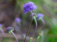 Succisa pratensis Lärkesholmssjön, Örkelljunga, Skåne, Sweden 20180711_0193