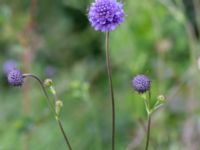 Succisa pratensis Lärkesholmssjön, Örkelljunga, Skåne, Sweden 20180711_0197