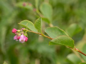 Symphoricarpos albus - Snowberry - Snöbär