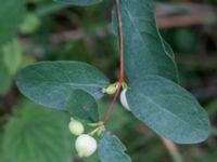 Symphoricarpos albus Närlunda tegelbruksgrav, Helsingborg, Skåne, Sweden 20170811_0086