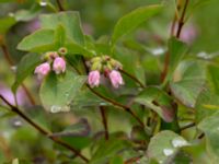 Symphoricarpos albus Svanetorpsvägen, Åkarp, Lomma, Skåne, Sweden 20160625_0042