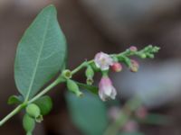 Symphoricarpos albus Utfyllnadsområde 1,1 km N Östra Broby kyrka, Broby, Östra Göinge, Skåne, Sweden 20180727_0117